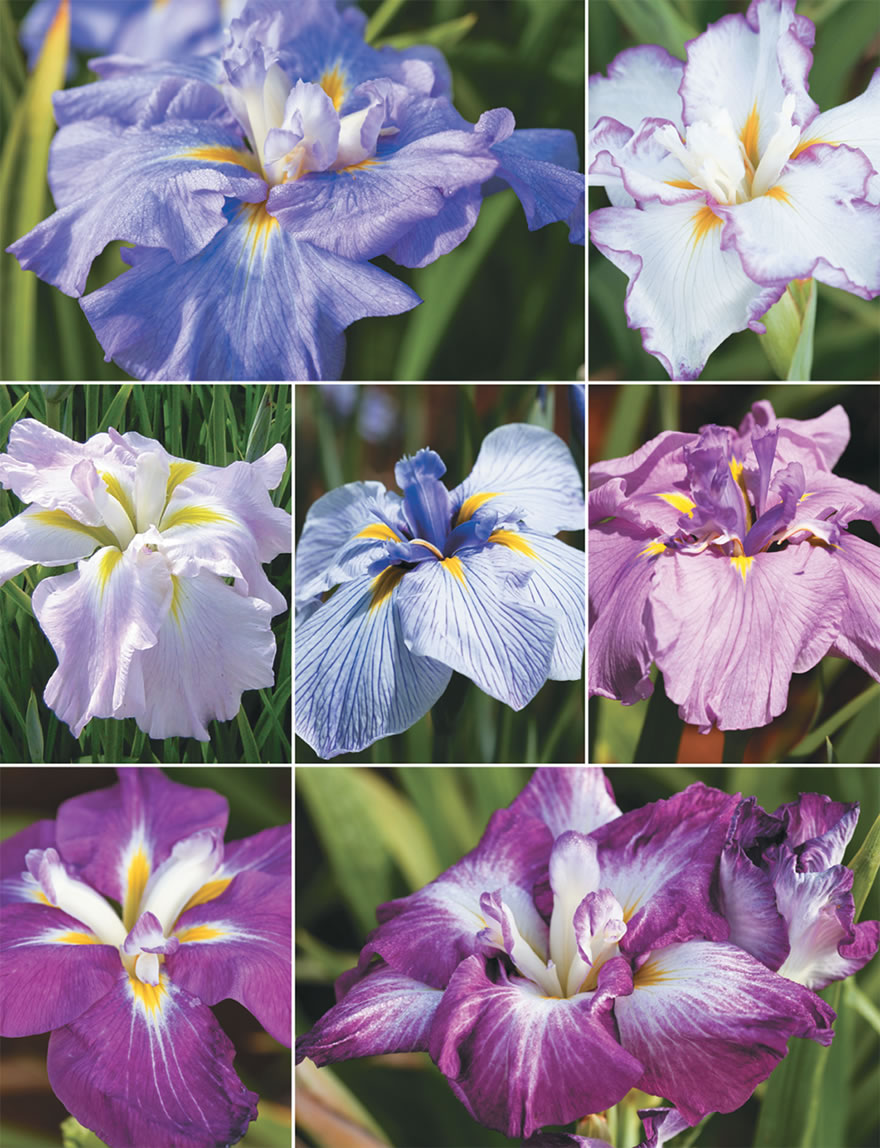 Japanese Iris Collection