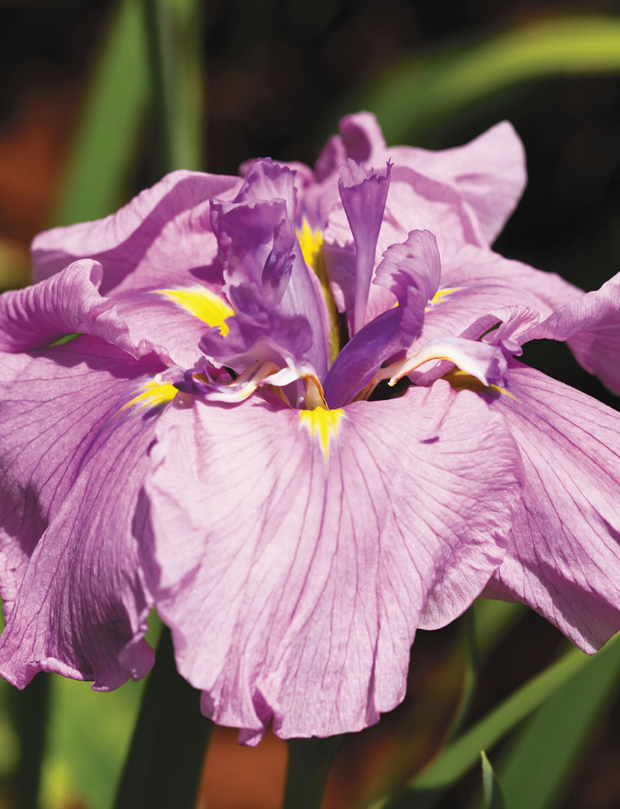 Japanese Iris Rosy Sunrise