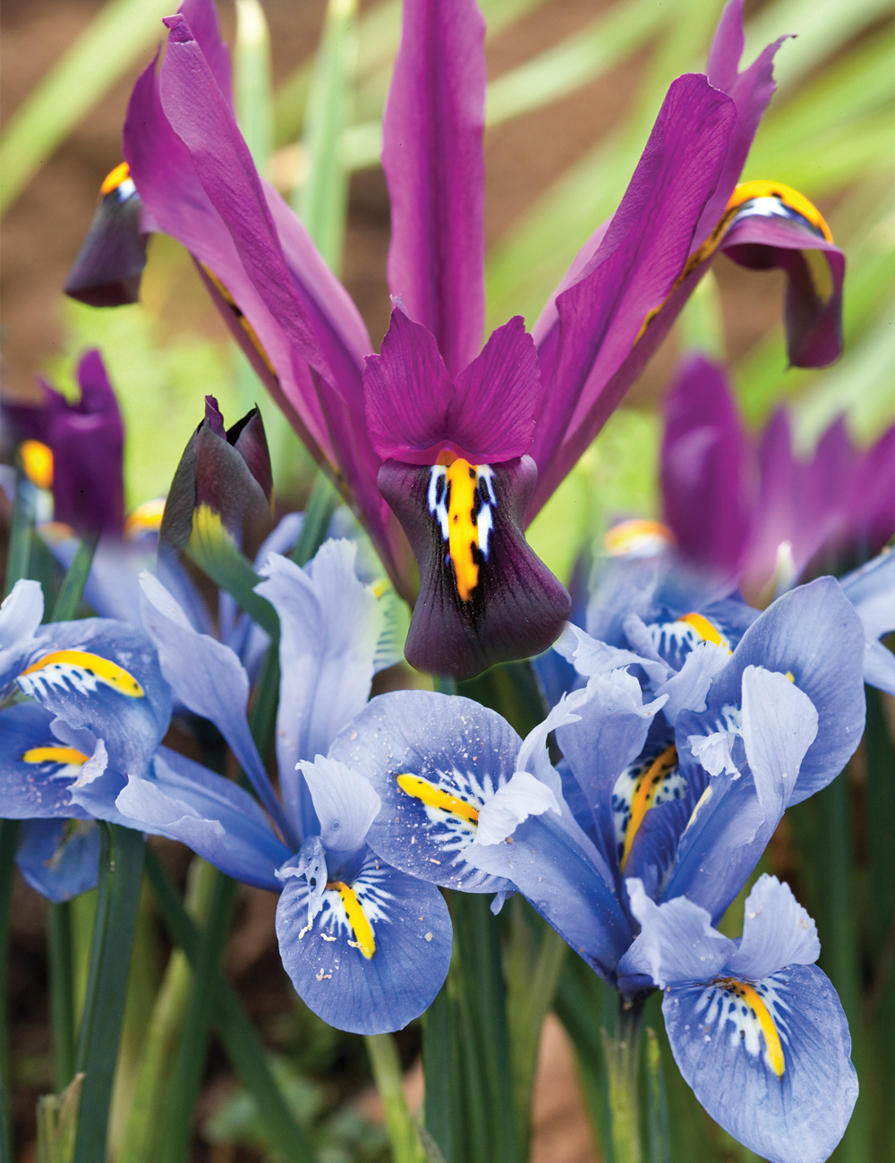 Iris reticulata Mixed