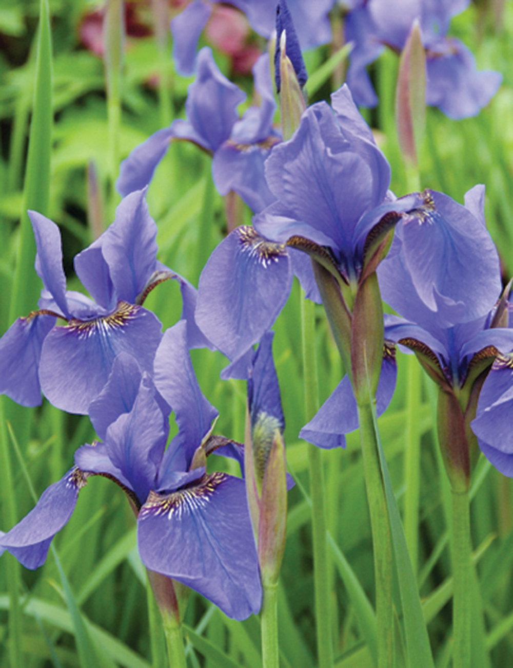 Siberian Iris 'Tycoon'