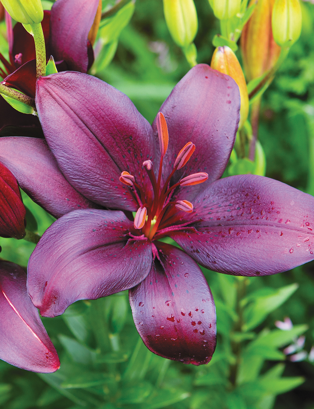 Matisse Asiatic Lilium 'Black Charm'