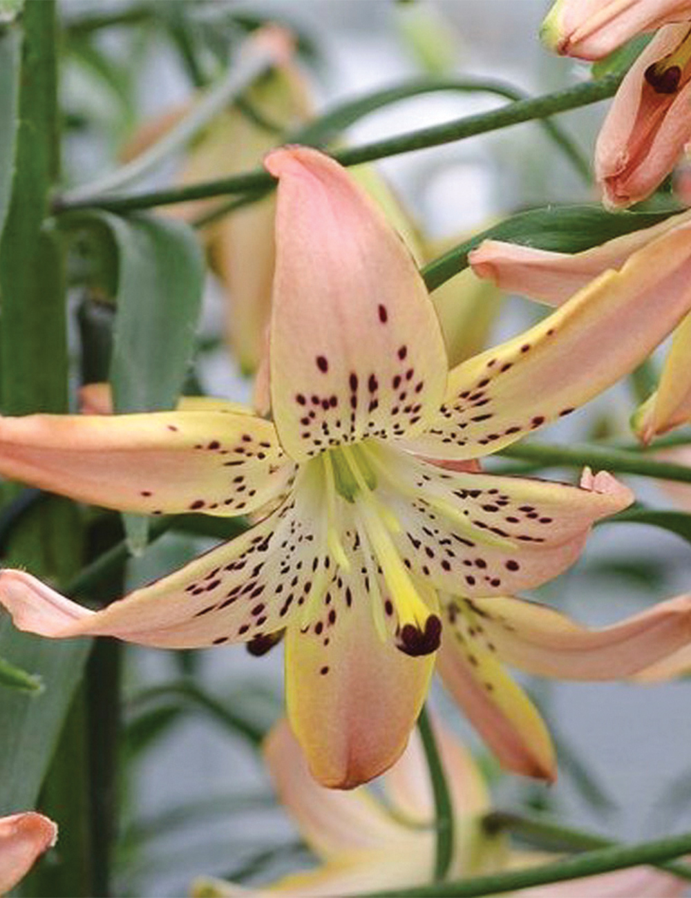 Tiger Lily 'Corsage'