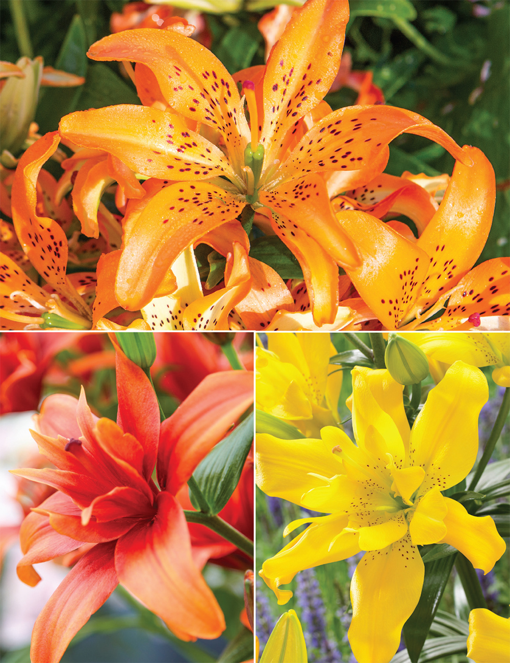 Double Asiatic Lilies Collection