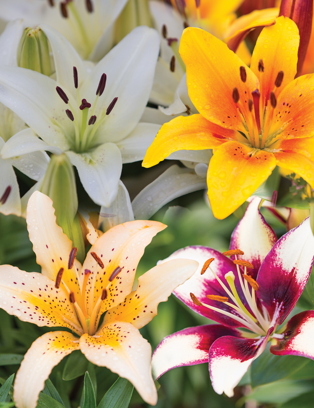 Pixie Asiatic Lilies Mixed