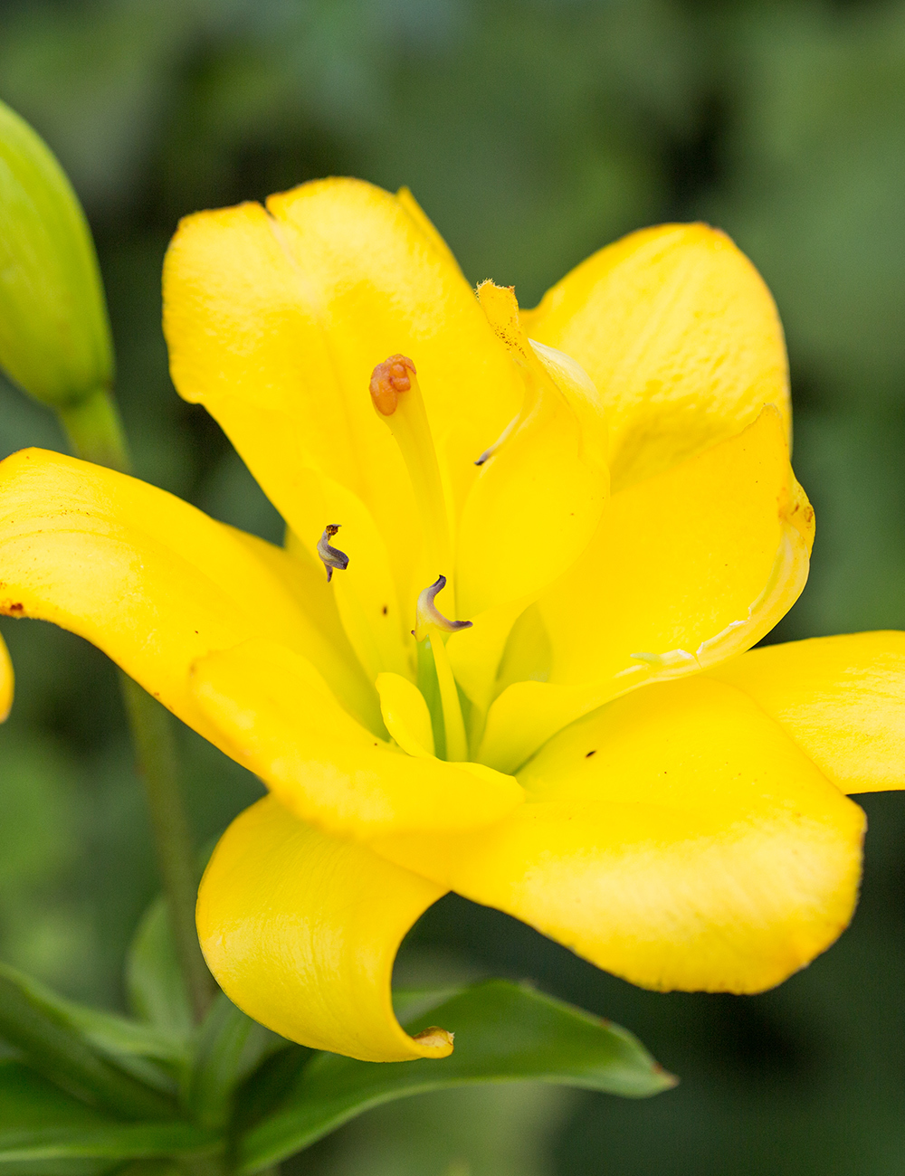 Double Asiatic Lilium Yellow Bellies