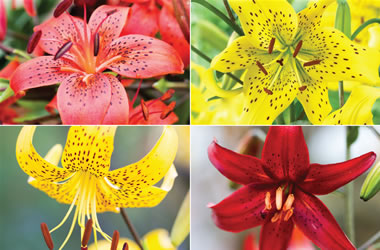 New Age Tiger Lilies Collection