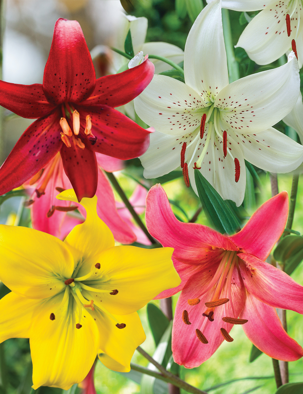 Tiger Lilies Mixed