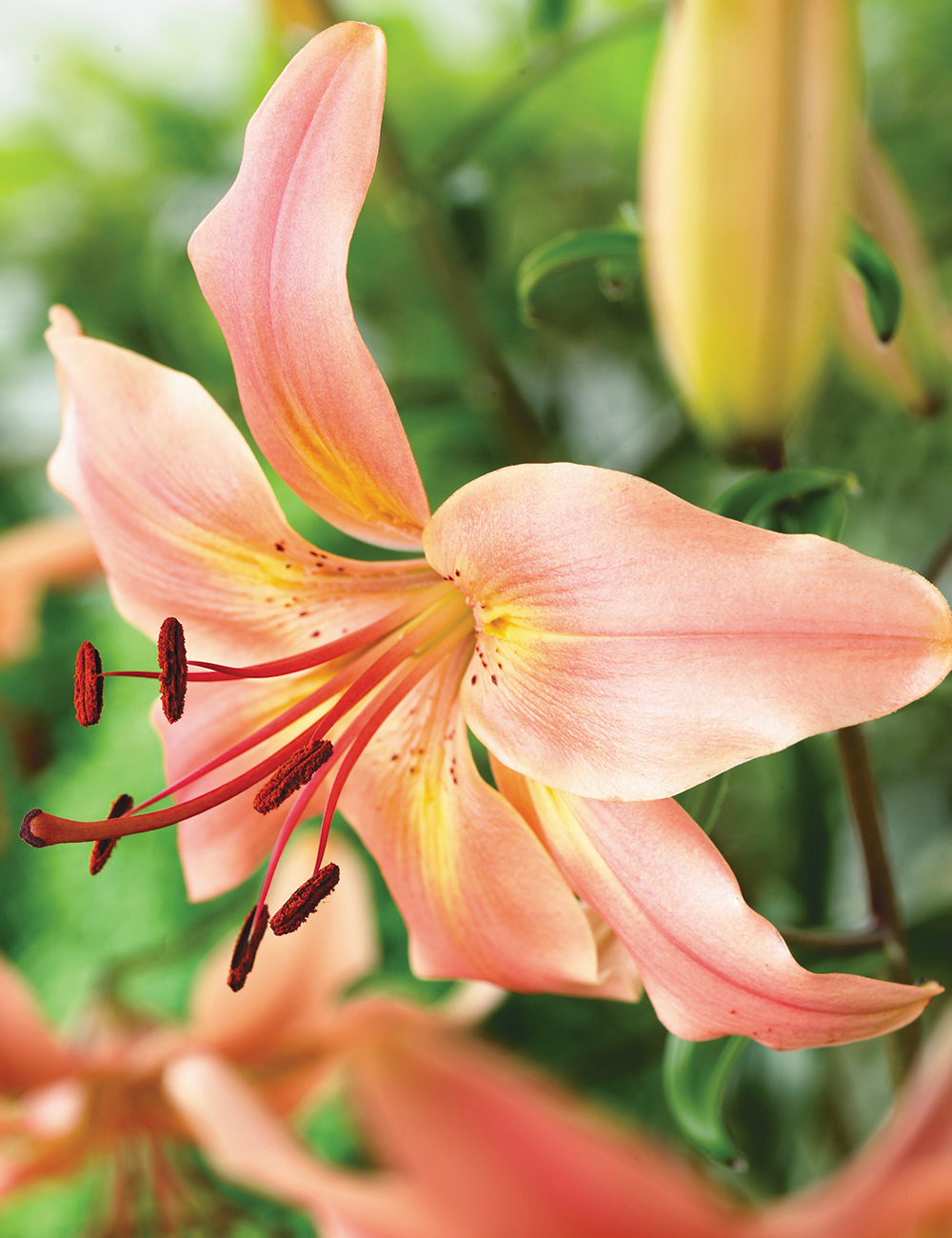 Tiger Lily 'Pink Flavour'