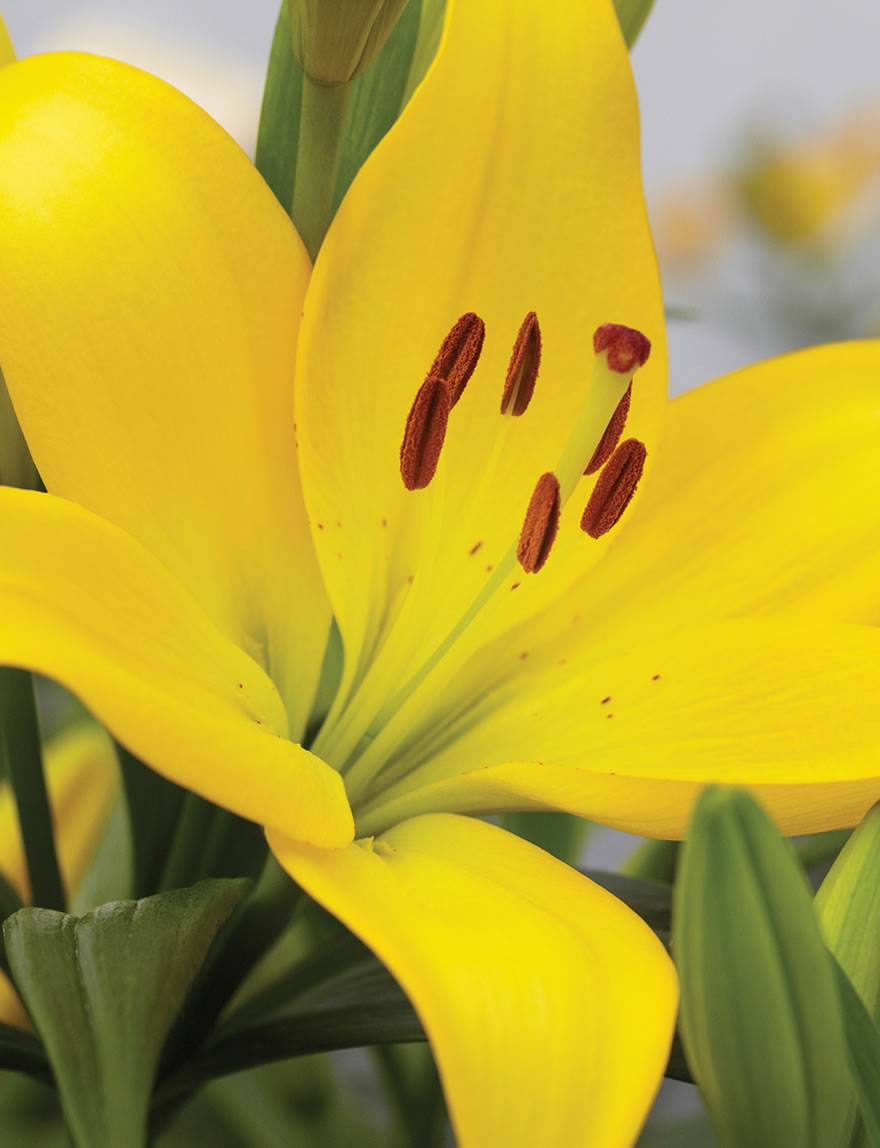 Sumo Asiatic Lilies Cevennes