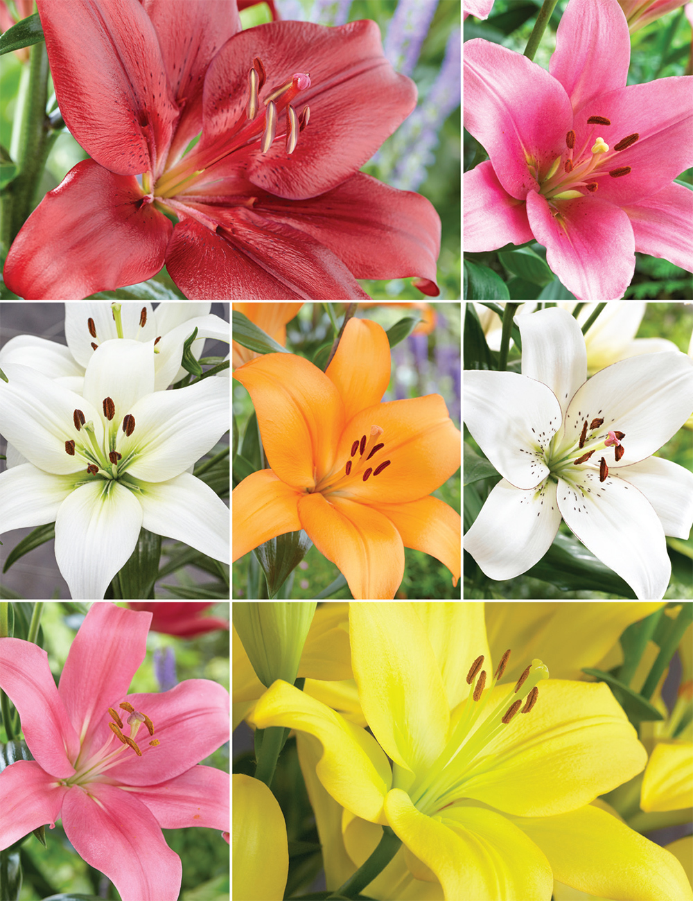 LA Lilies (reduced) Collection