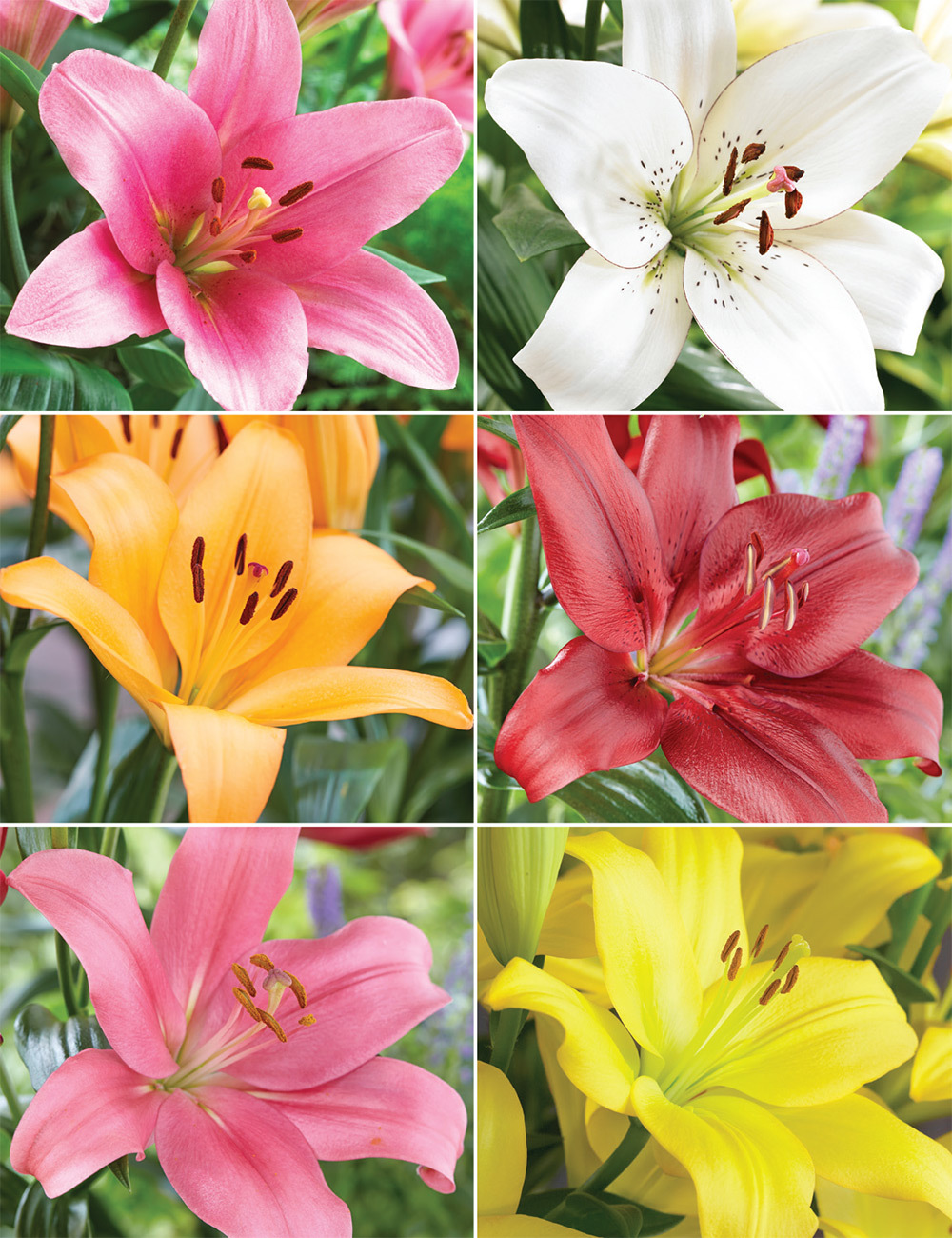 LA Lilies (reduced) Collection