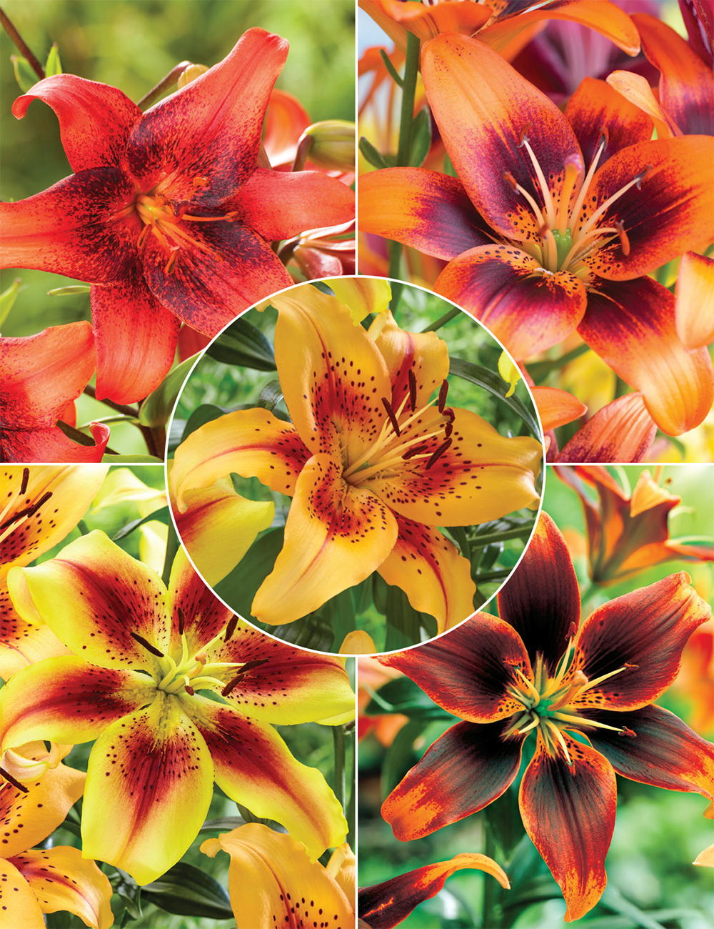 Matisse Asiatic Lilies Collection