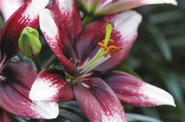 Asiatic Matisse Lilies Push Off