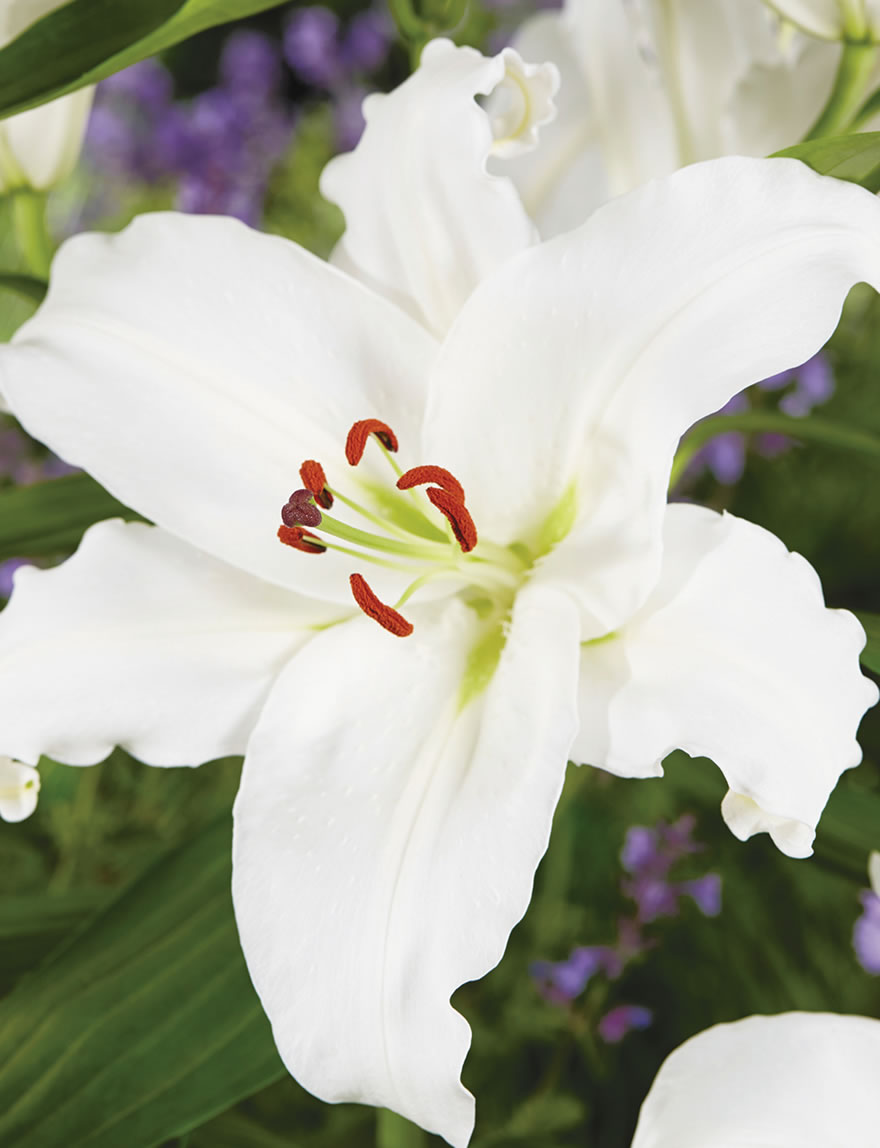 Oriental Lilies Asterian