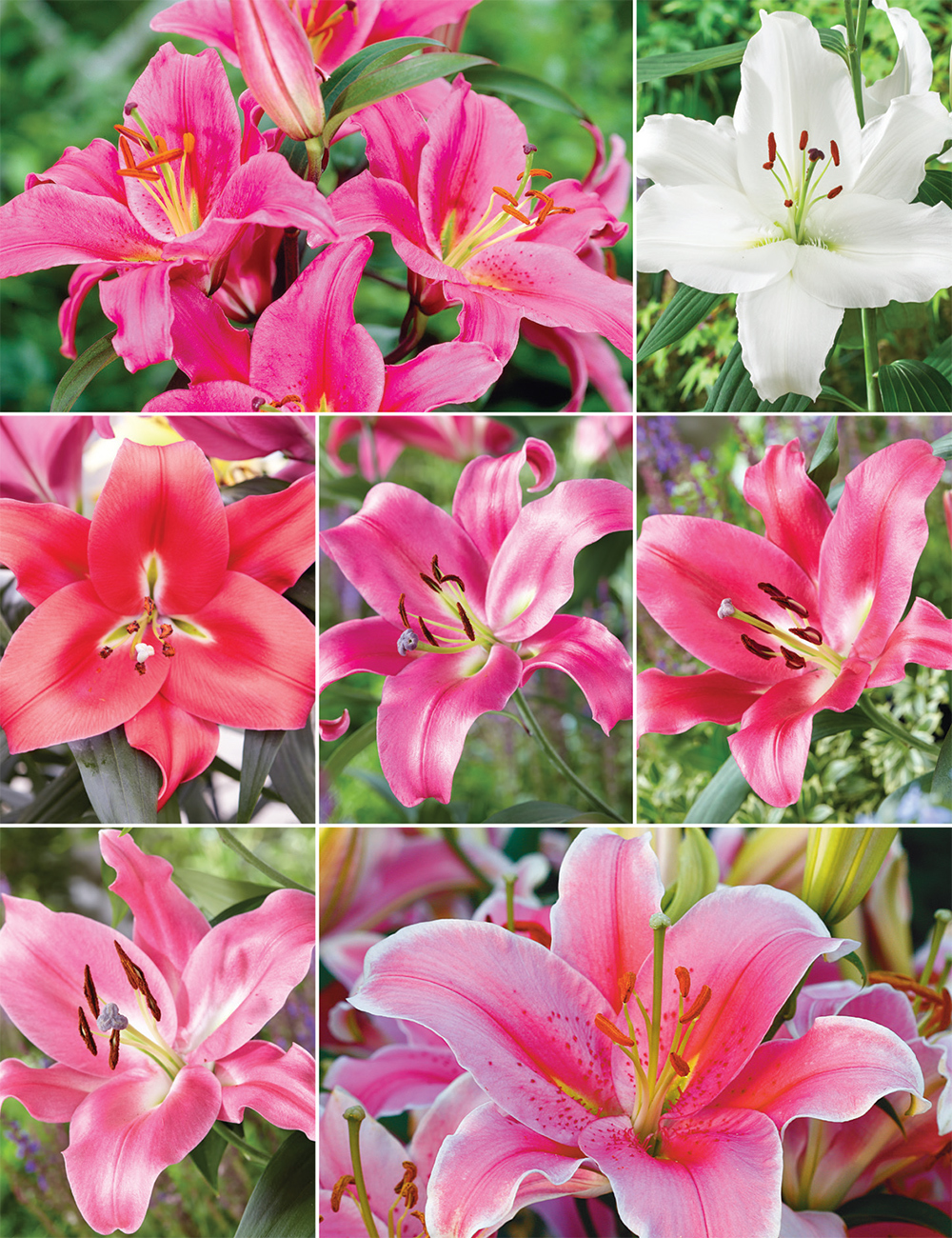 Oriental Lilies 'Collection No 1'