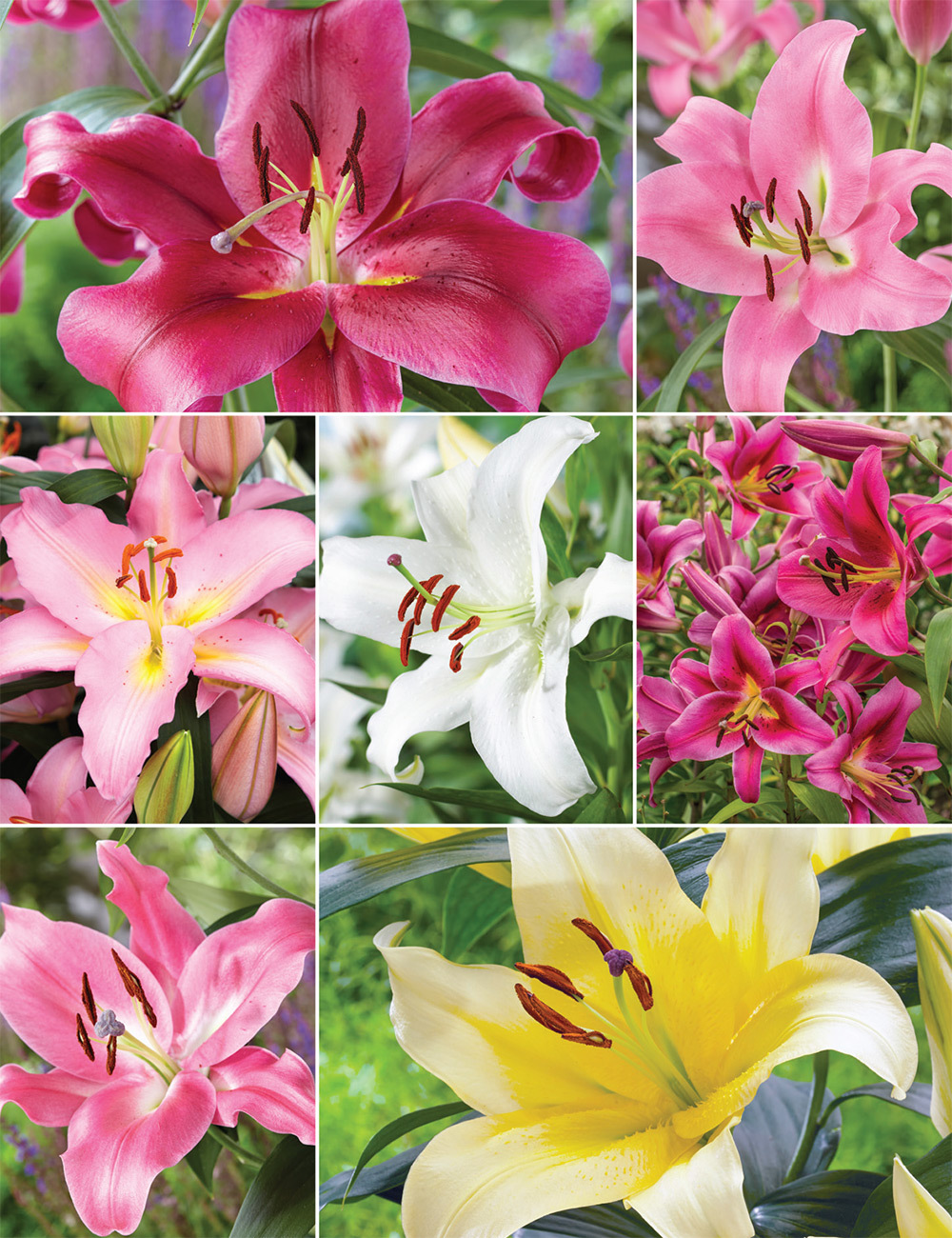 Oriental Lilies 'Collection No 1' (reduced)