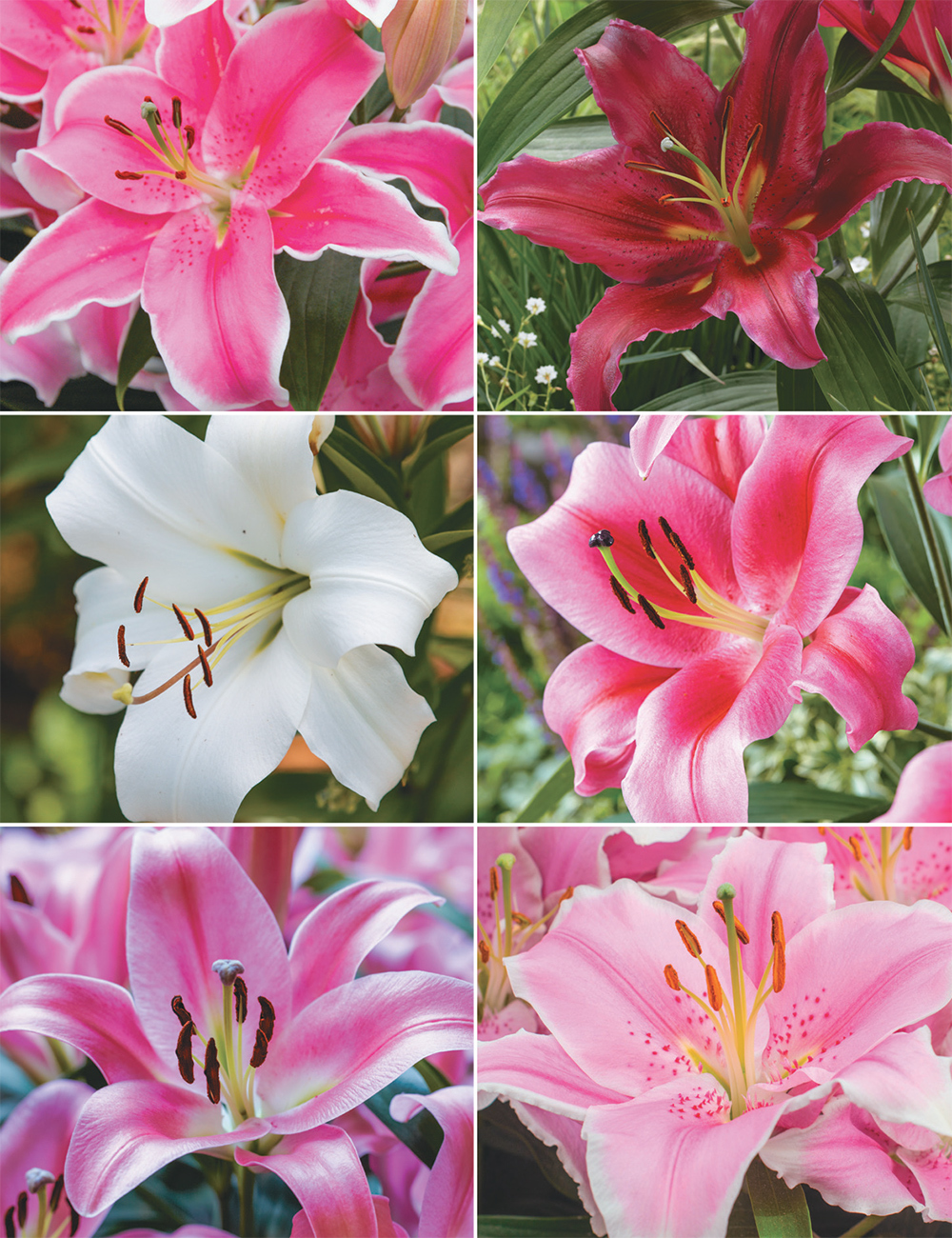 Oriental Lilies Collection No2 (reduced)