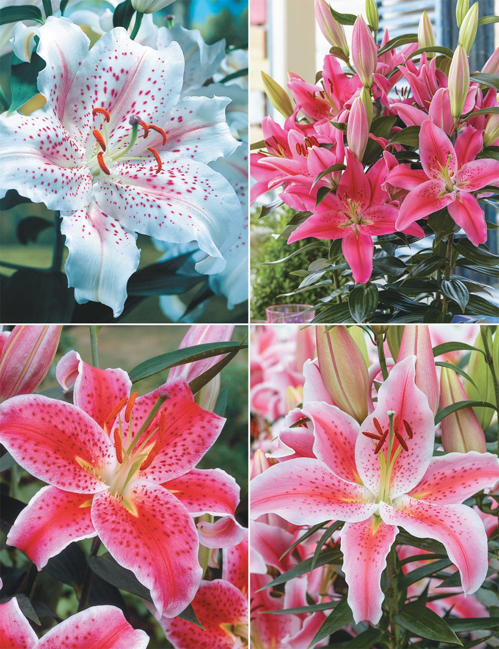 Pixie Oriental Lilies (reduced) Collection