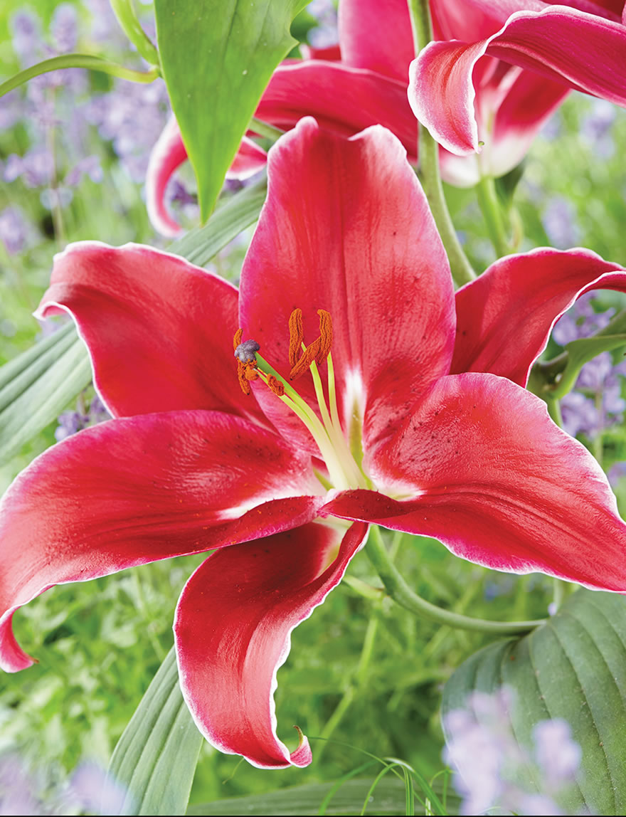 Oriental Lilies Cadenza