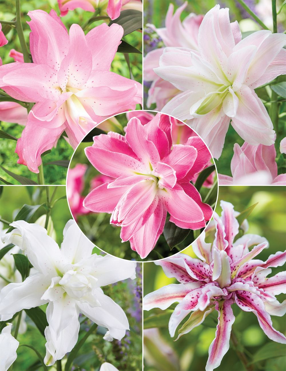 Double Oriental Lilies (reduced) Collection