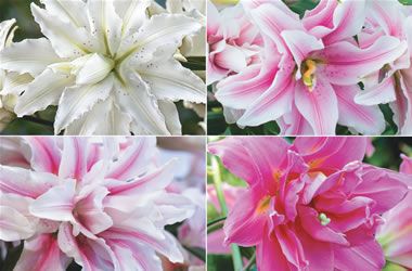 Oriental Rose Lilies Collection