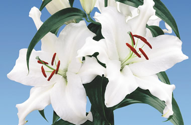 (40A) Twice Flowering Oriental Lilies Mother's Choice