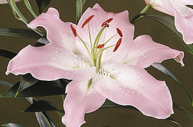 (40A) Twice Flowering Oriental Lilies Penthouse