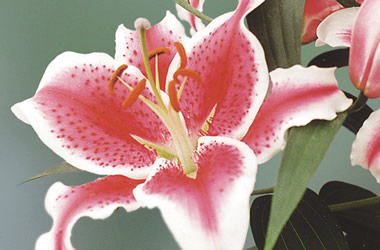 (40A) Twice Flowering Oriental Lilies Star Fighter