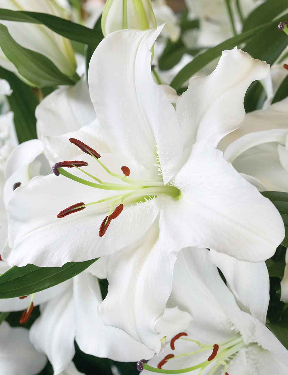 Oriental Lily Santander