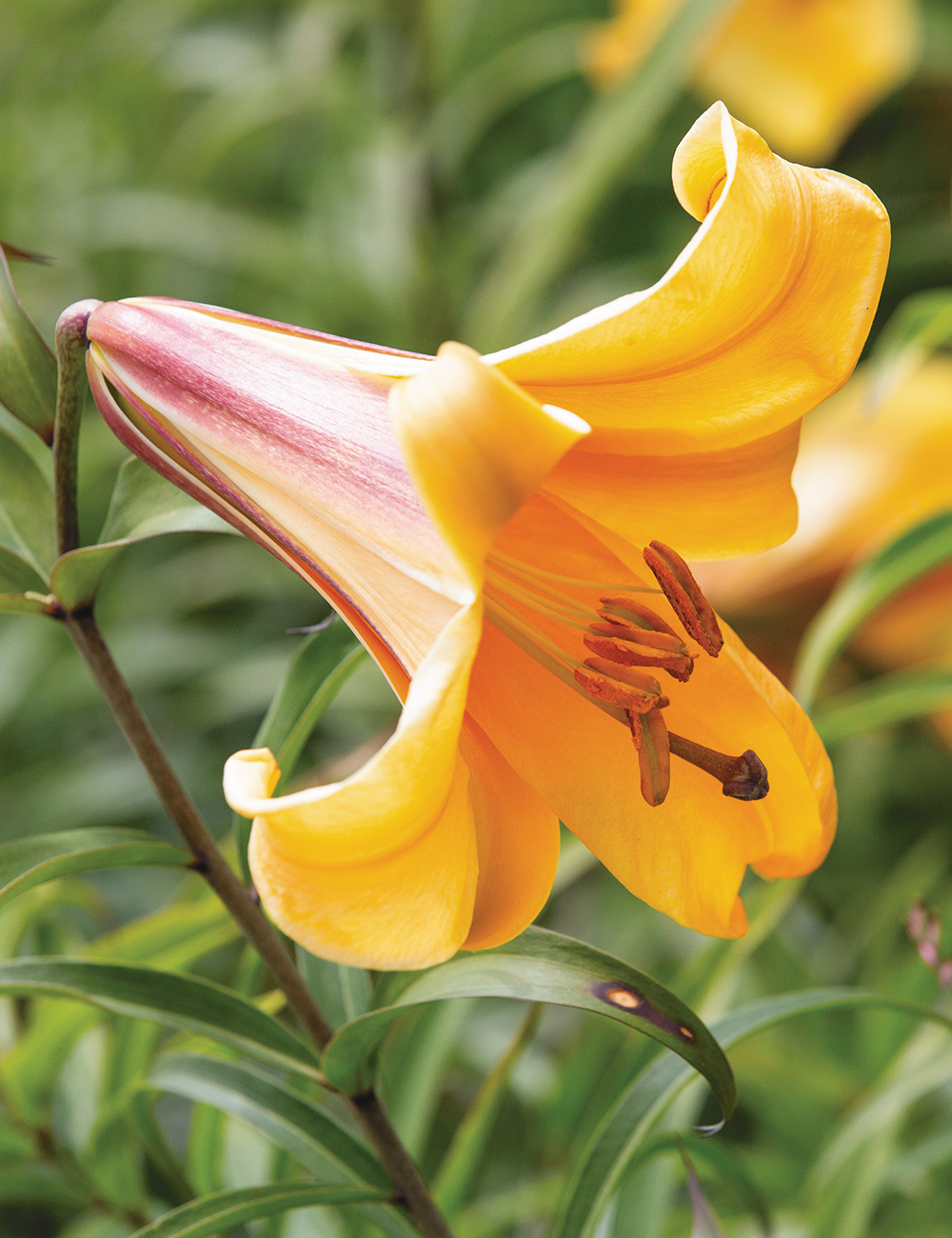 Trumpet Lily African Queen