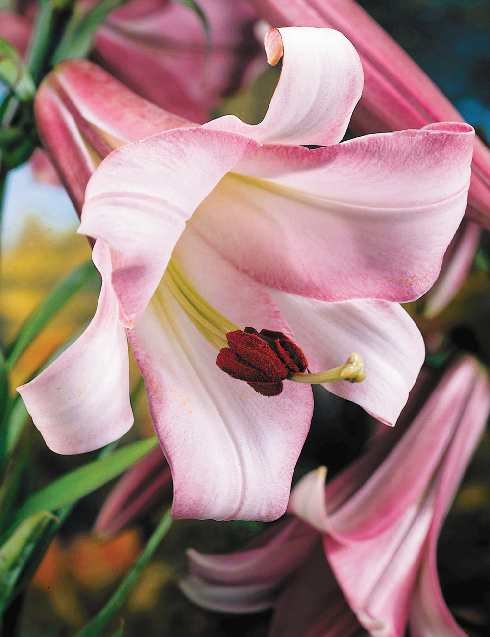 Trumpet Lily Pink Perfection