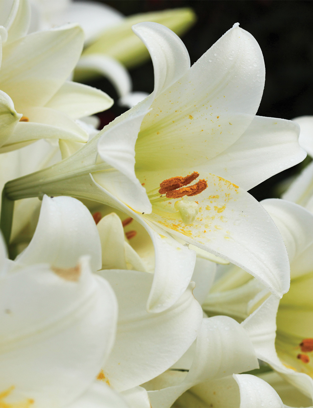 Christmas Lily 'White Dragon'