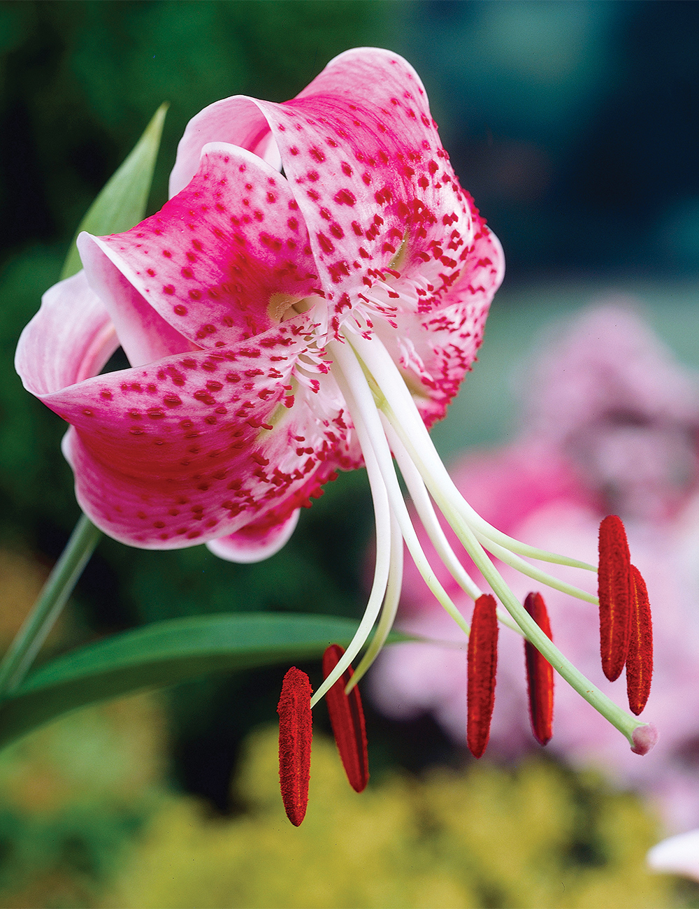 Japanese Lily 'Uchida'