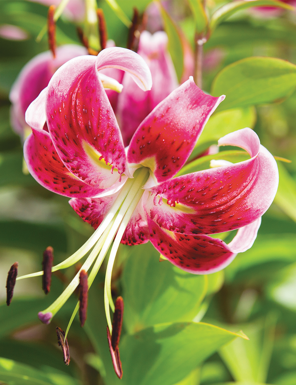 Lilium 'Black Beauty'