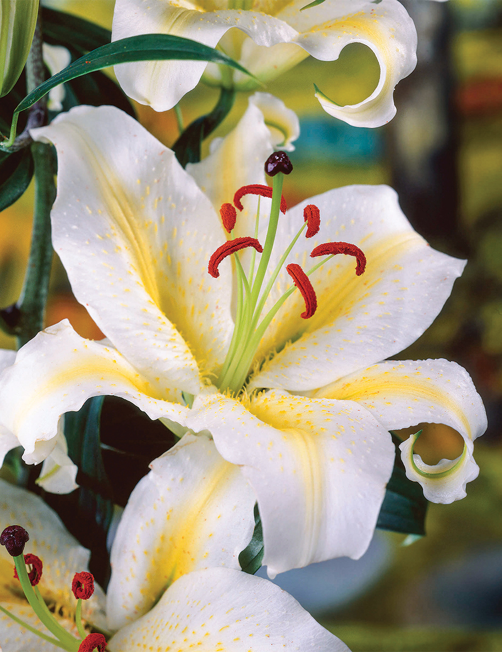 Oriental Lily 'Baferrari'