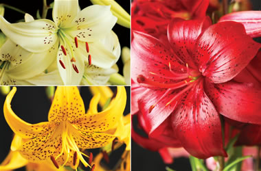 Old World Lilies Collection