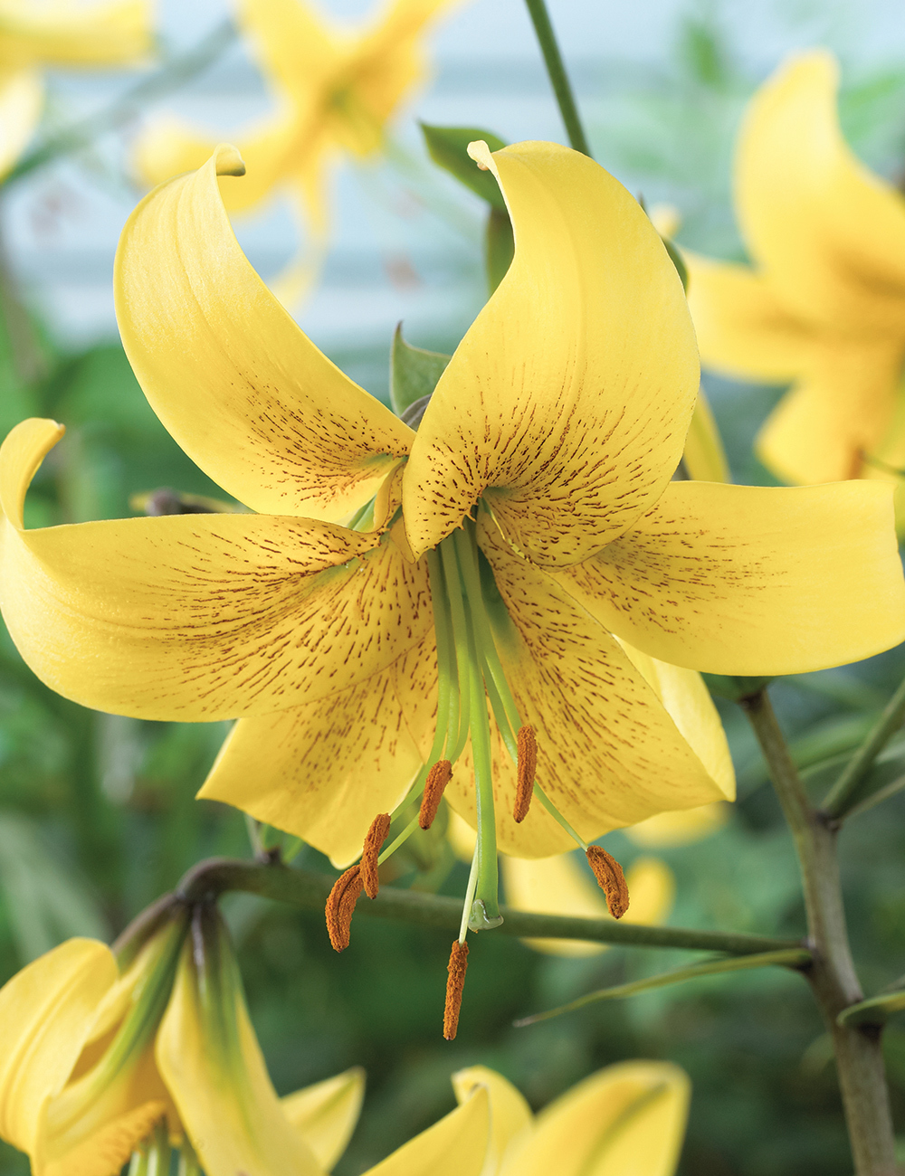 Matisse Oriental Lilium 'Gold Class'