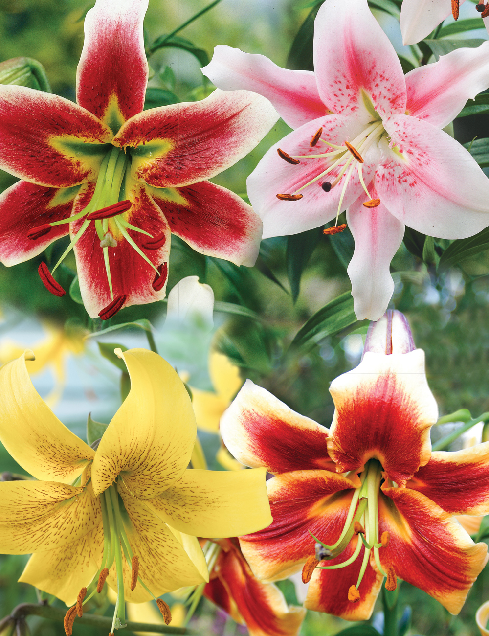 Matisse Oriental Lilies Mixed