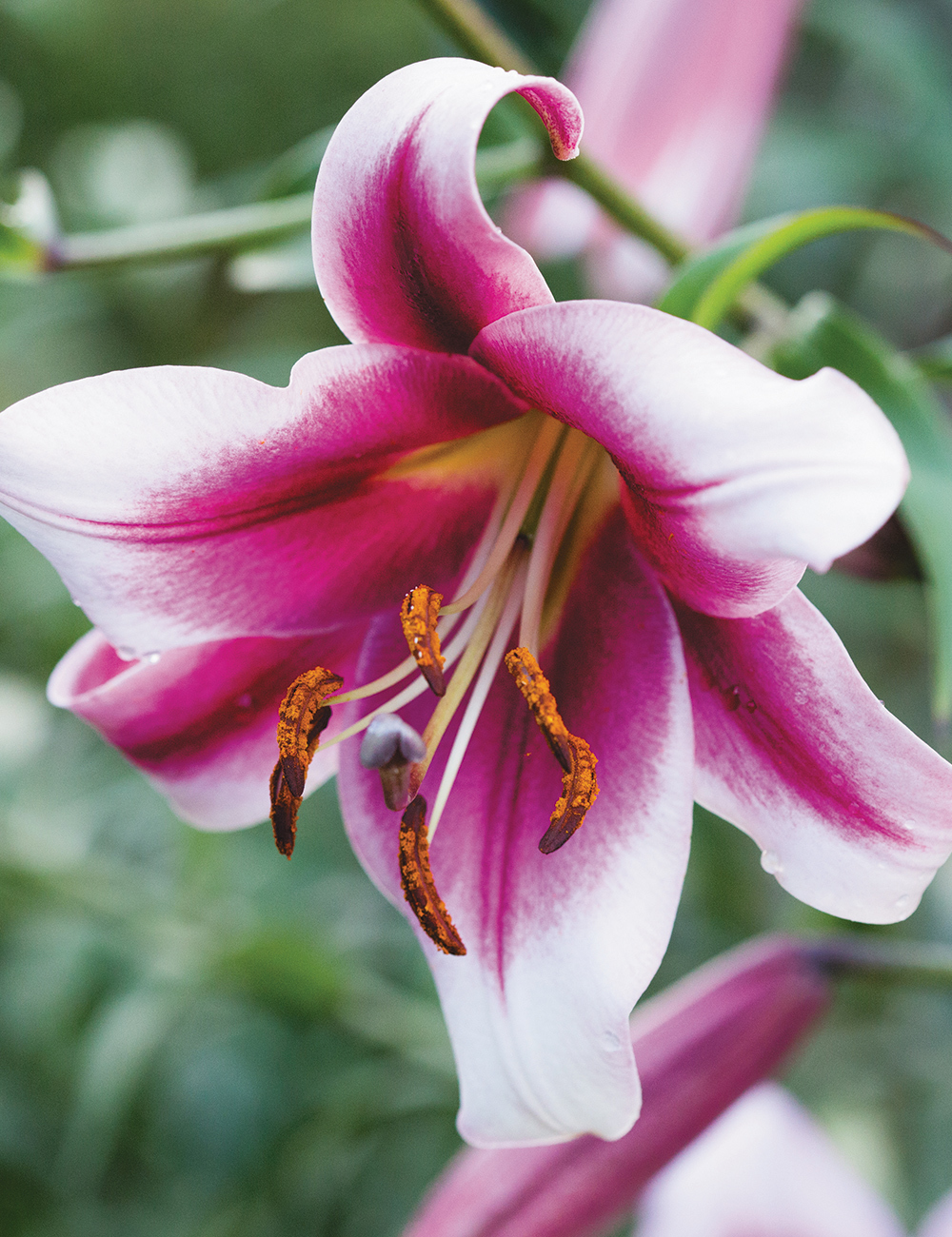 Lilium 'Silk Road'