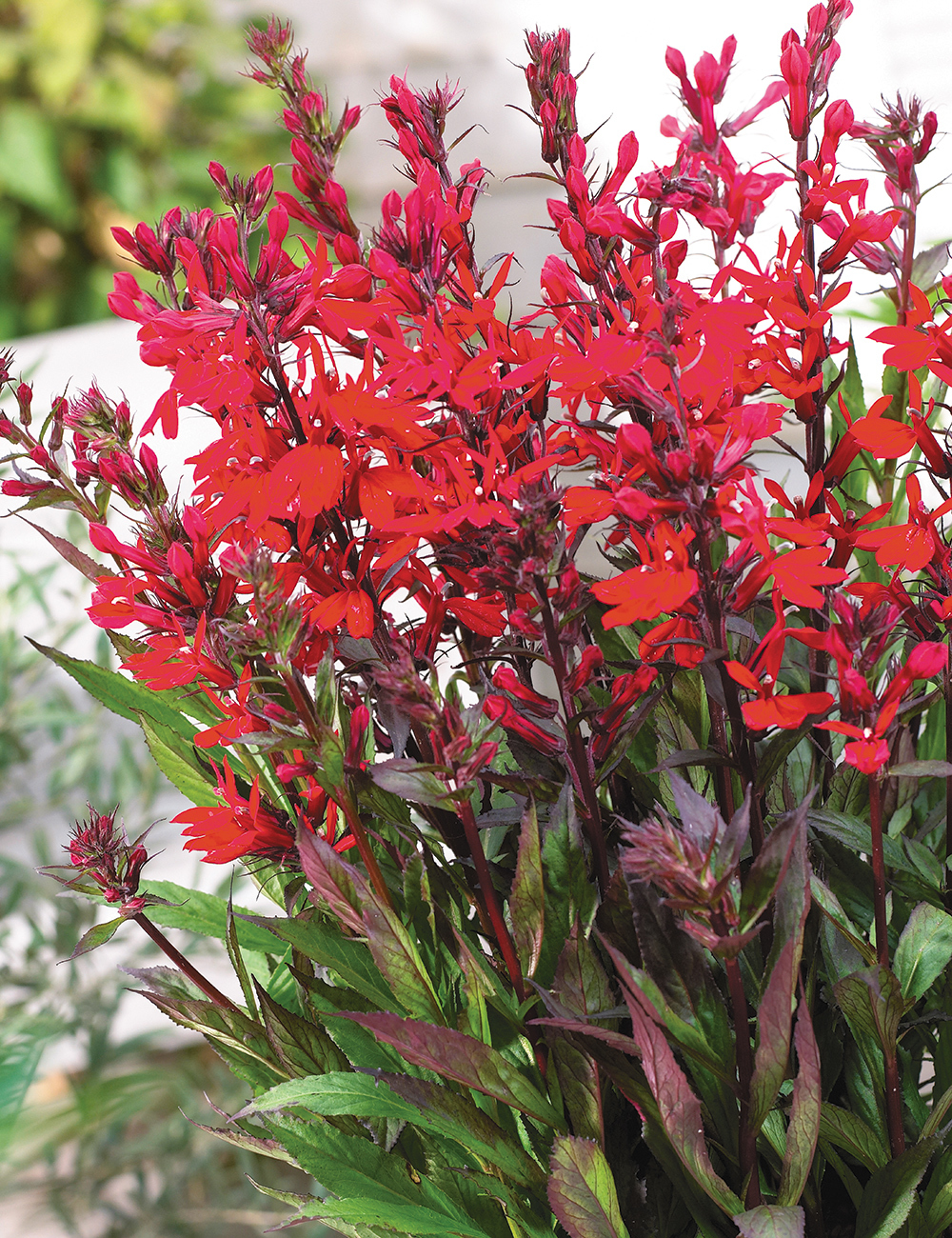 Lobelia Fan Scarlet