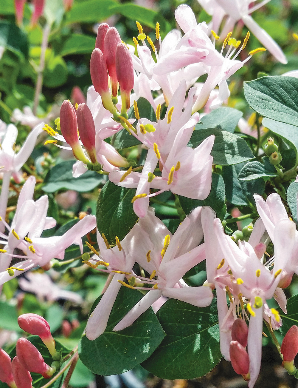 Honeysuckles Floribunda