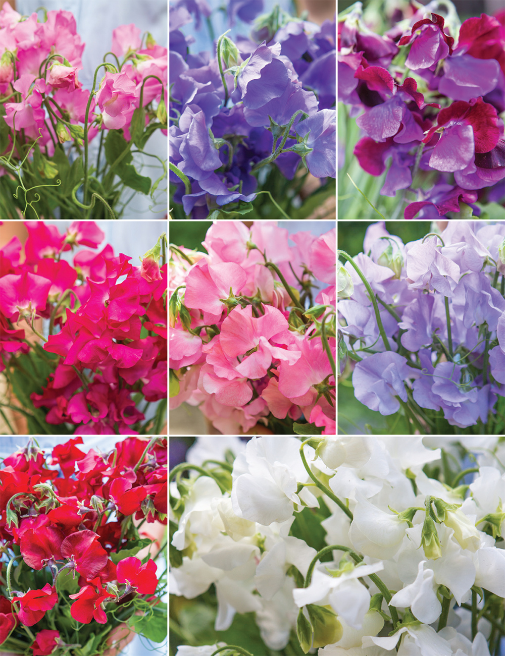 Sweet Peas (reduced) Collection