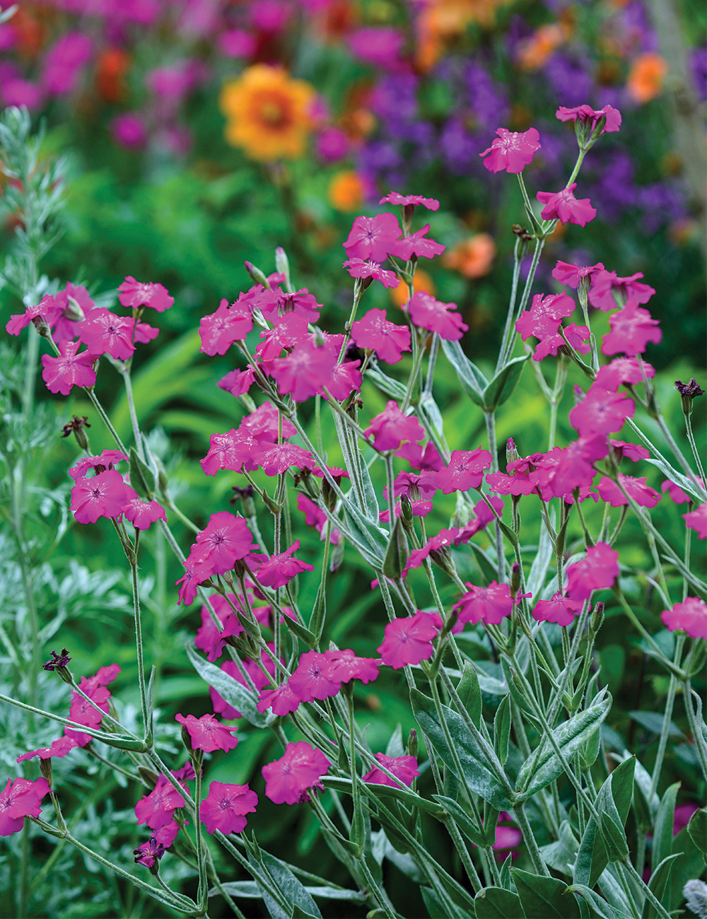 Lychnis 'Hill Grounds'