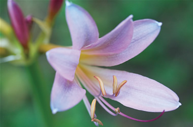 Lycoris Magic Lily