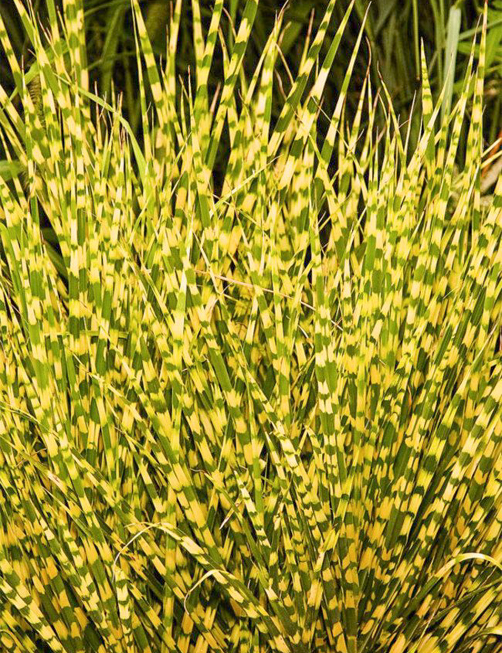 Miscanthus 'Gold Bar'