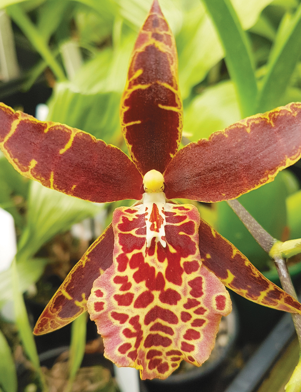 Oncidium Orchids Valizalia