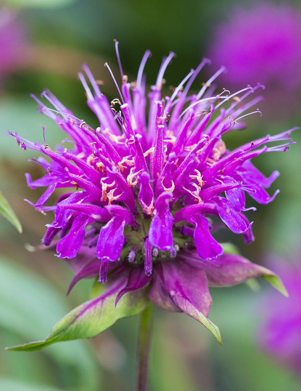 Monarda Donner Wolke