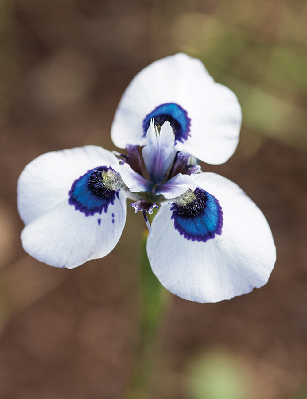 Peacock Iris