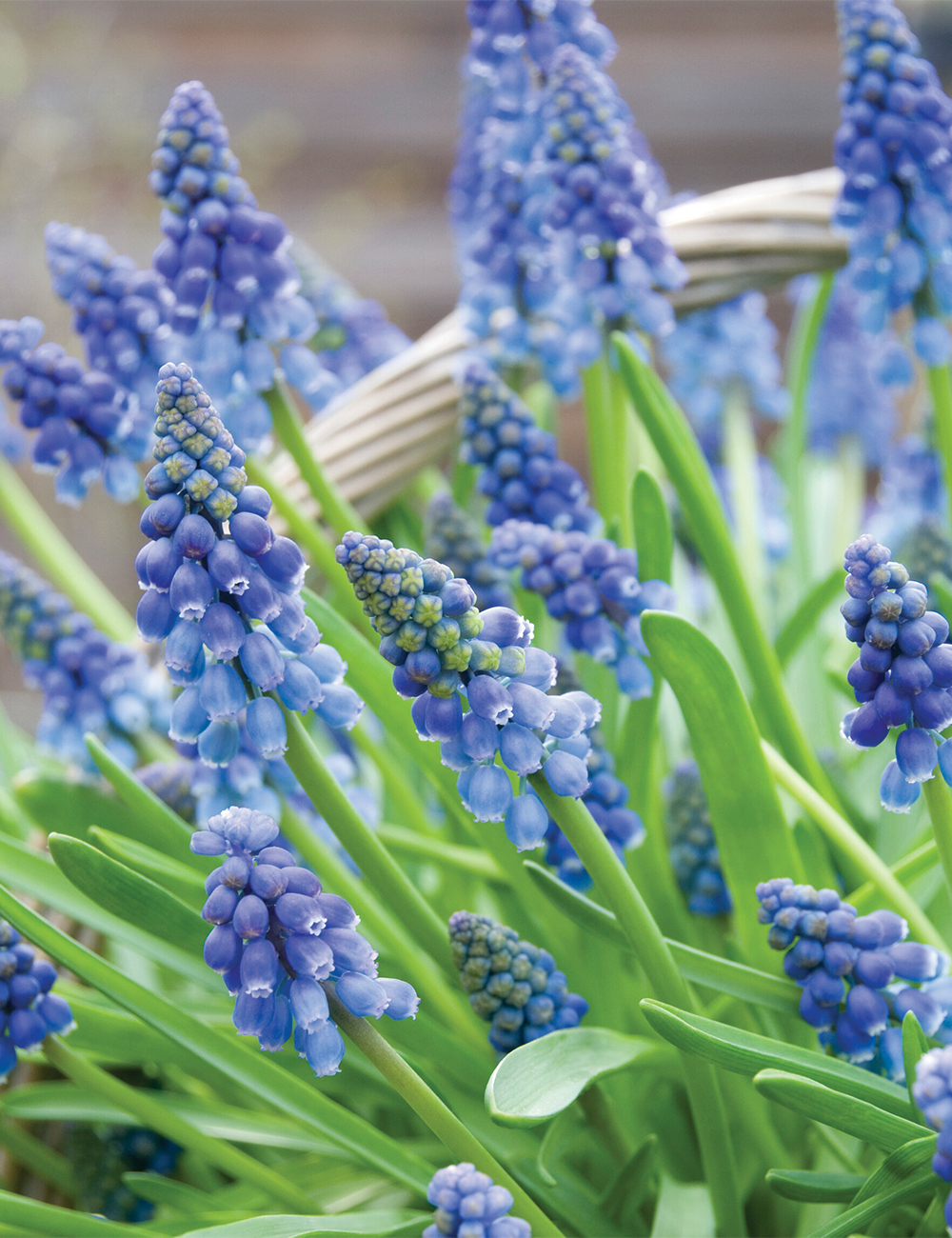 Grape Hyacinths Blue