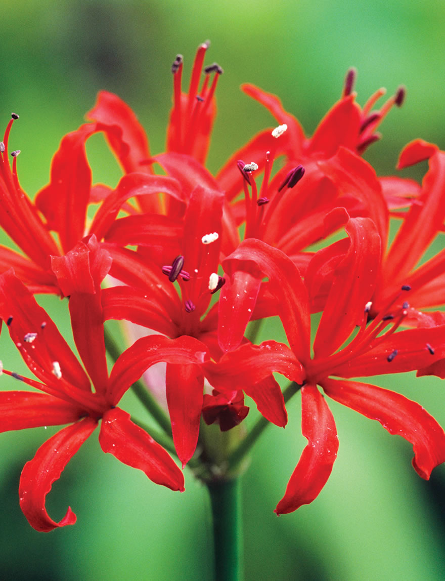 Nerine Fothergilli Minor